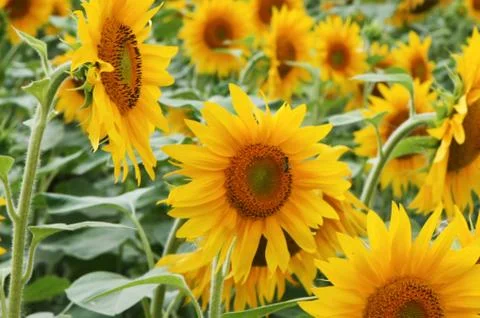 Sunflowers field Stock Photos
