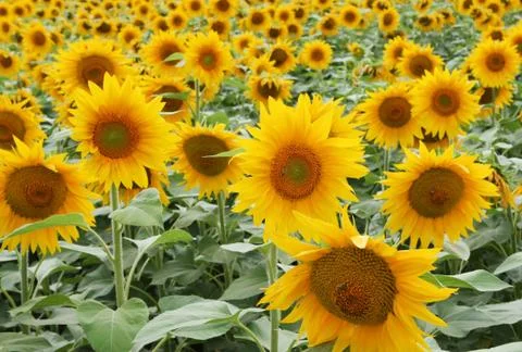 Sunflowers field Stock Photos