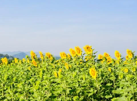 Sunflowers in the field Stock Photos