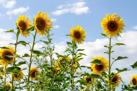 Sunflowers field Stock-Fotos