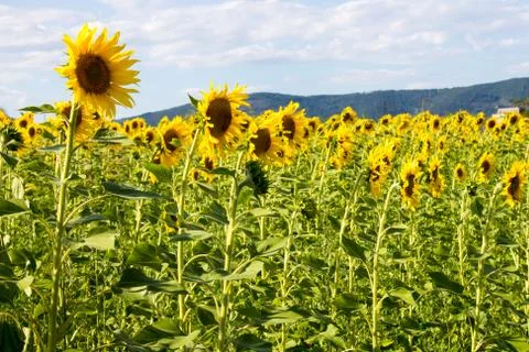 Sunflowers field Stock Photos
