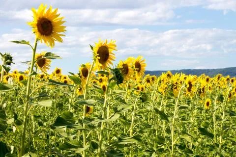 Sunflowers field Stock Photos
