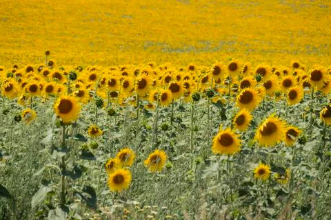 Sunflowers field Stock Photos