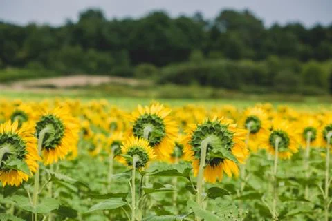 Sunflowers Field Stock Photos