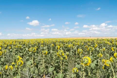 Sunflowers field Stock Photos