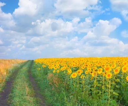 Sunflowers field Stock Photos
