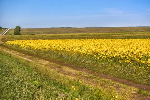 Sunflowers field Stock Photos
