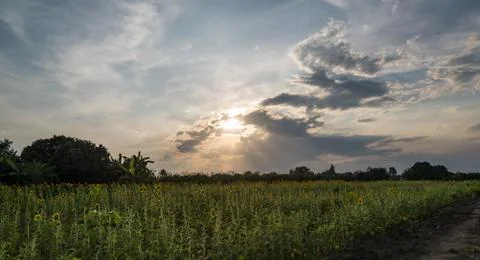 Sunflowers field Stock Photos