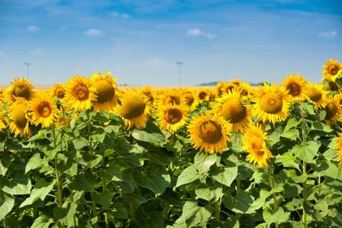 Sunflowers Field Stock Photos