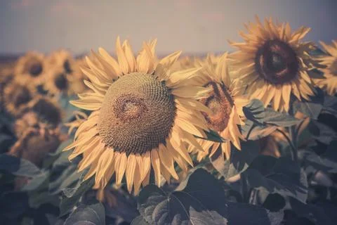Sunflowers Field Stock Photos