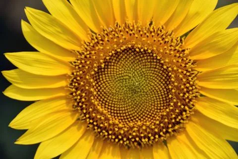 Sunflowers field Stock-Fotos