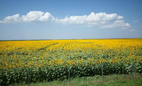 Sunflowers field Foto stock