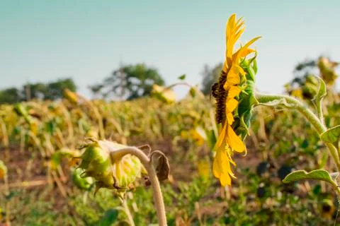 Sunflowers on the field Stock Photos
