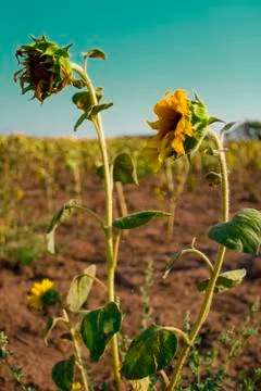 Sunflowers on the field Stock Photos