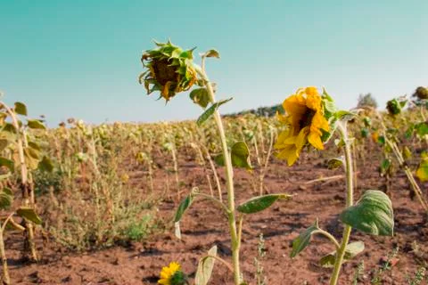 Sunflowers on the field Stock Photos