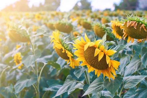 Sunflowers in the field Stock Photos