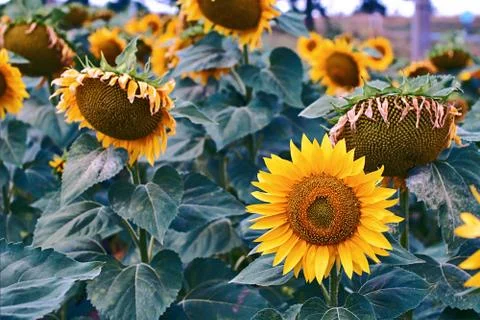 Sunflowers in the field Stock Photos