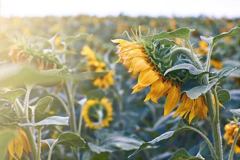 Sunflowers in the field Stock Photos