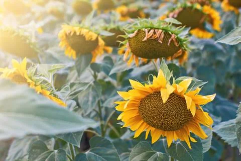 Sunflowers in the field Stock Photos