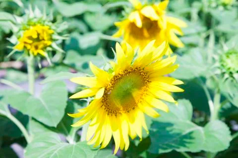 Sunflowers in the field Stock Photos