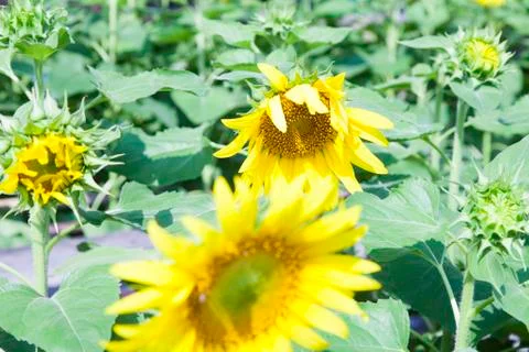 Sunflowers in the field Stock Photos