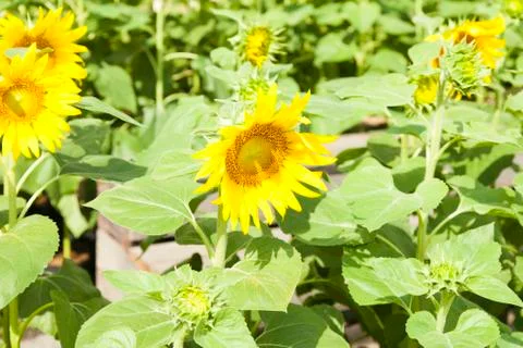 Sunflowers in the field Stock Photos