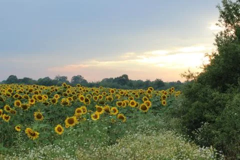 Sunflowers field Stock Photos