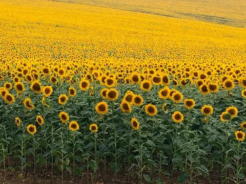 Sunflowers field Foto stock