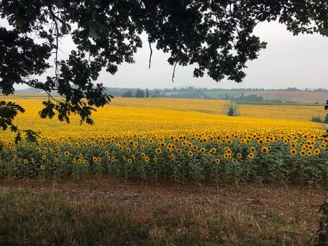 Sunflowers field Stock Photos