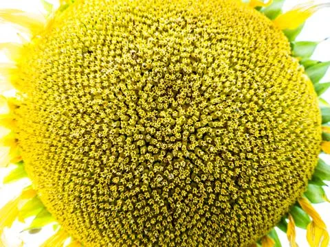 Sunflowers on the field Stock Photos