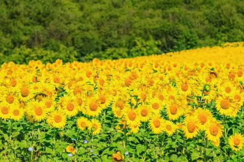 Sunflowers Field Stock Photos
