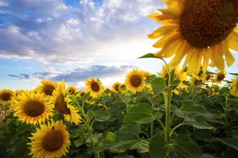 Sunflowers at the field Stock Photos
