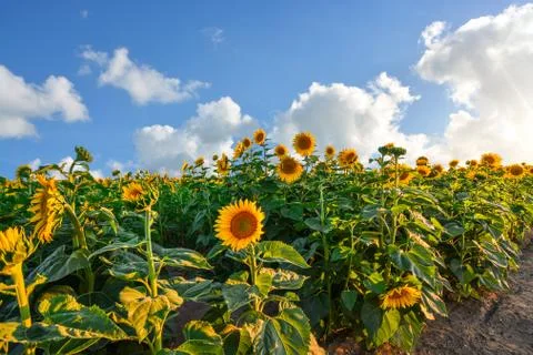 Sunflowers in a field Stock Photos