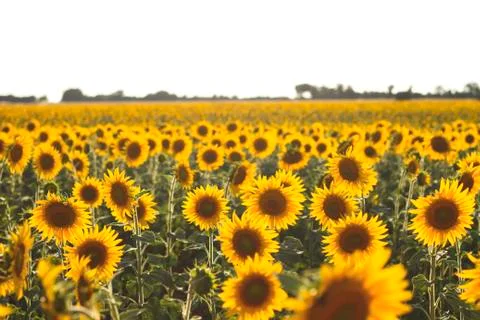 Sunflowers field Stock Photos