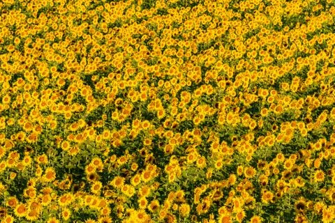 Sunflowers field Stock Photos
