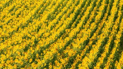 Sunflowers in a field Stock Photos