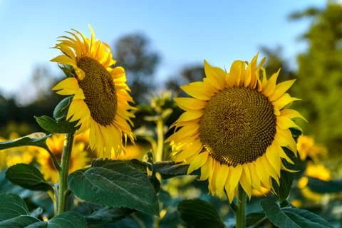 Sunflowers in the field Stock Photos