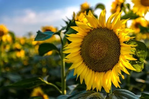 Sunflowers in the field Foto stock