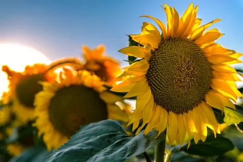 Sunflowers in the field Stock Photos