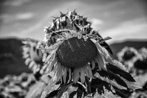 Sunflowers field Stock Photos