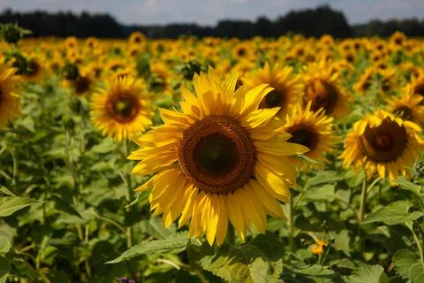 Sunflowers in the field Stock Photos