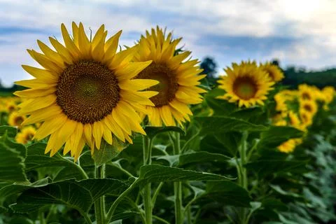 Sunflowers in the field Foto stock
