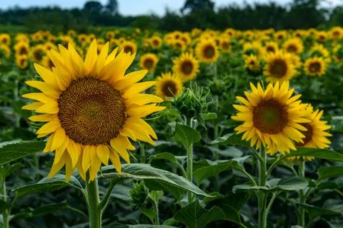Sunflowers in the field Stock Photos
