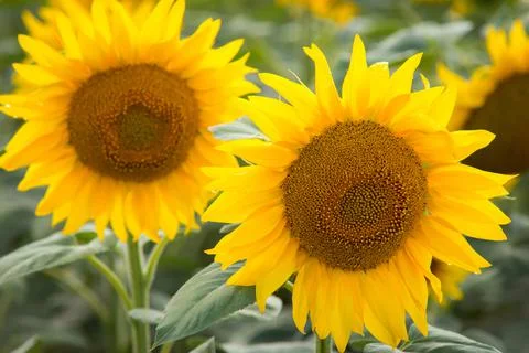 Sunflowers in field Stock Photos