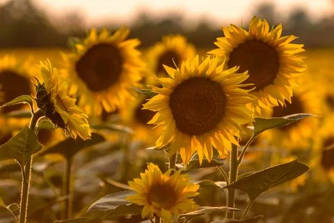 Sunflowers in the field Stock Photos