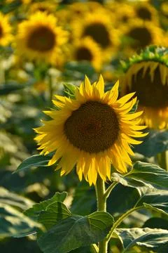 Sunflowers In Field Stock Photos