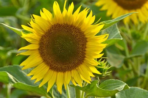 Sunflowers Field Stock Photos