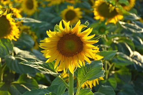 Sunflowers Field Stock Photos