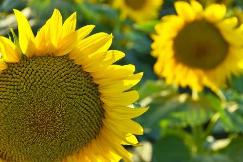 Sunflowers Field Stock Photos