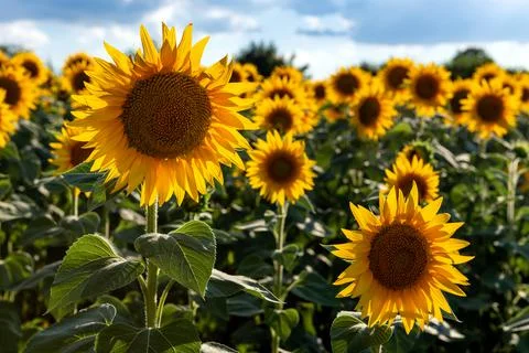 Sunflowers in the field Stock Photos